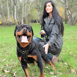 Усиленная шлейка для ротвейлера
